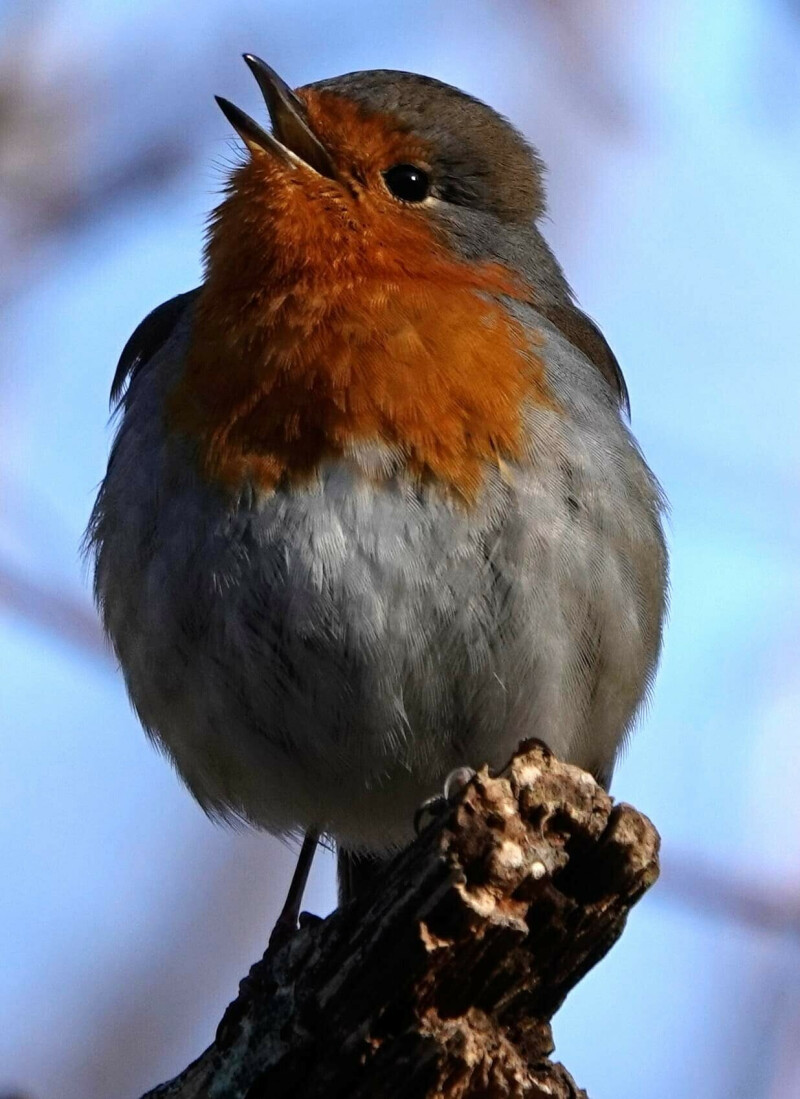 Nocturne des Oiseaux Chanteurs