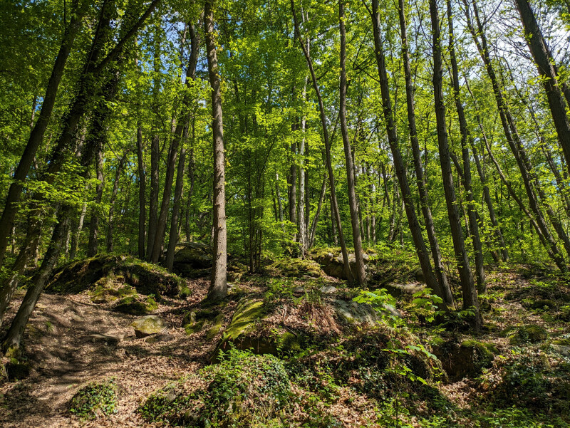 Entre contes, histoire et biodiversité : voyage au cœur d'un patrimoine naturel et humain