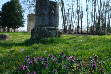 Visite guidée "Histo-végétale du parc de Maubuisson"