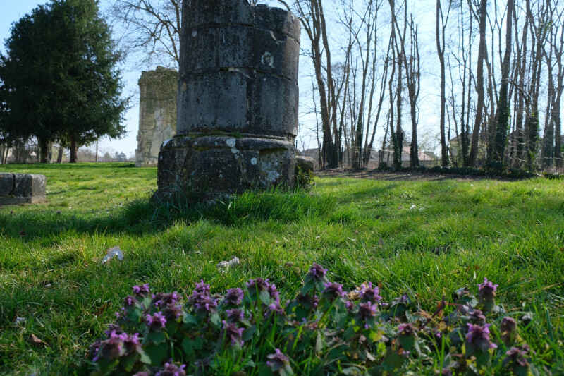 Visite guidée "Histo-végétale du parc de Maubuisson"