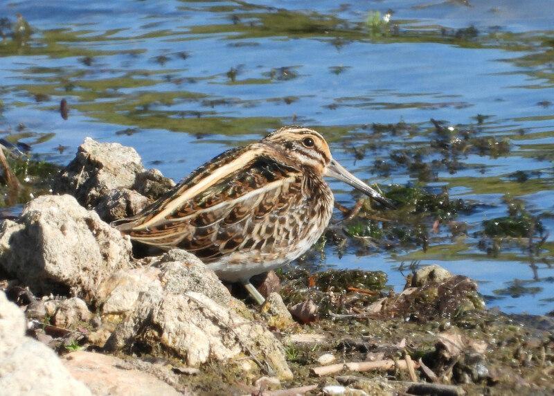 Les oiseaux migrateurs du Grand-Voyeux
