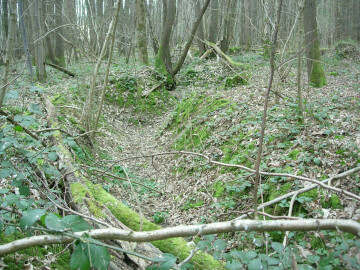 Sur les traces de la Grande Guerre en Forêt régionale de Montgé