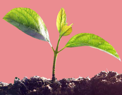 Les 4 saisons du Parc