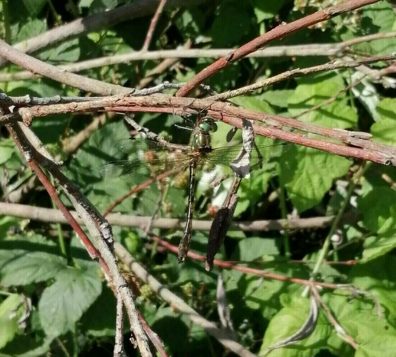 Découverte des libellules