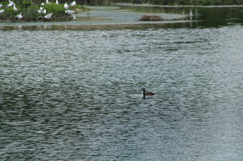 Un après-midi au cœur de la réserve du Grand-Voyeux