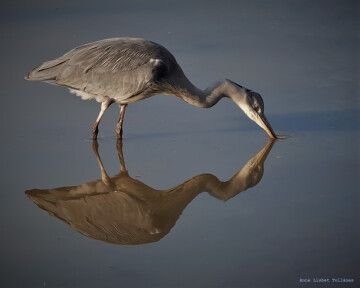 Safari pour Jeunes Naturalistes en Herbe