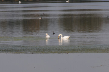 Les oiseaux de la Réserve naturelle régionale des Seiglats