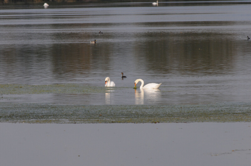 Les oiseaux de la Réserve naturelle régionale des Seiglats