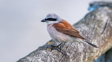 Oiseaux du printemps au marais de Cambrin et à l’argilière d’Annequin