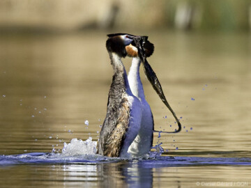 Parades nuptiales : les Grèbes se préparent pour le grand jour !