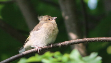 Balade nature en forêt de Nieppe