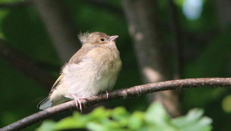 Balade nature en forêt de Nieppe