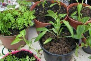 Bourse aux plantes