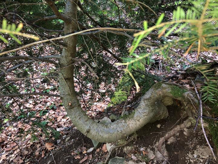 Séminaire général : L’arbre, le bois et l’ingénieur