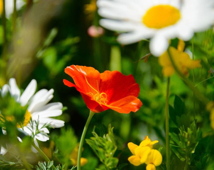 Explorons le jardin remarquable