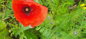 Regardons nos jardins !