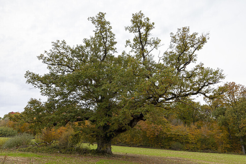 Escapades : Randonnée avec des arbres remarquables de la Forêt du Der
