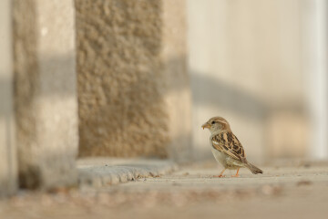 Exposition Biodiversité et bâti, comment concilier nature et habitat