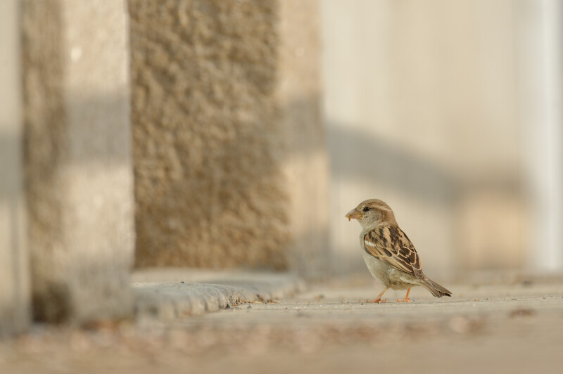 Exposition Biodiversité et bâti, comment concilier nature et habitat