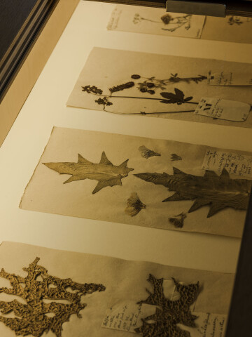 Visite guidée à la lampe torche