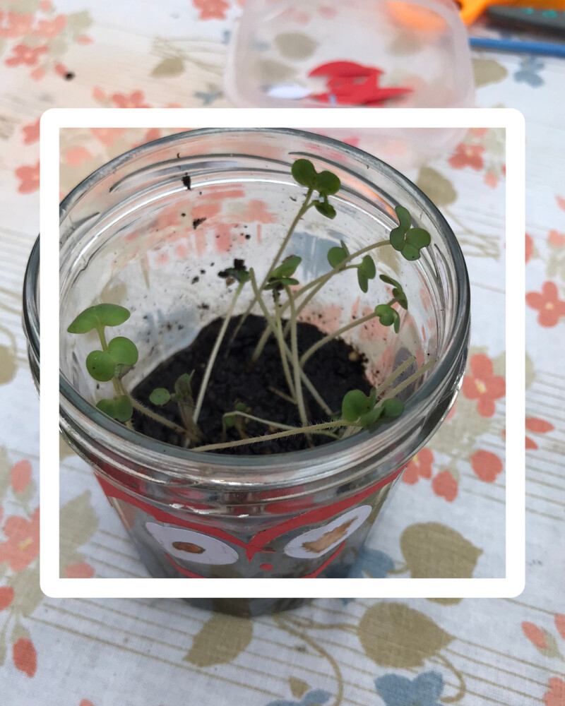 Atelier Graines germées