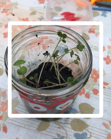 Atelier Graines germées