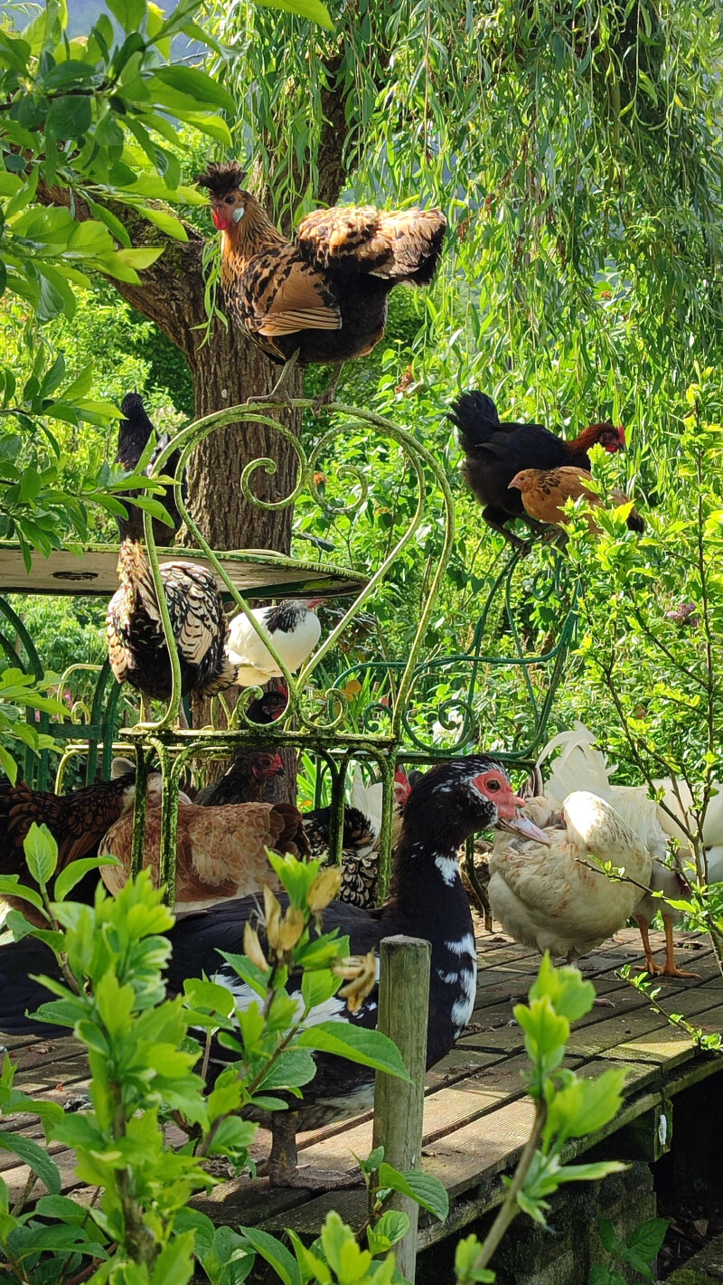 Jardin nourricier en Savoie: fleurs, poules et fruitiers