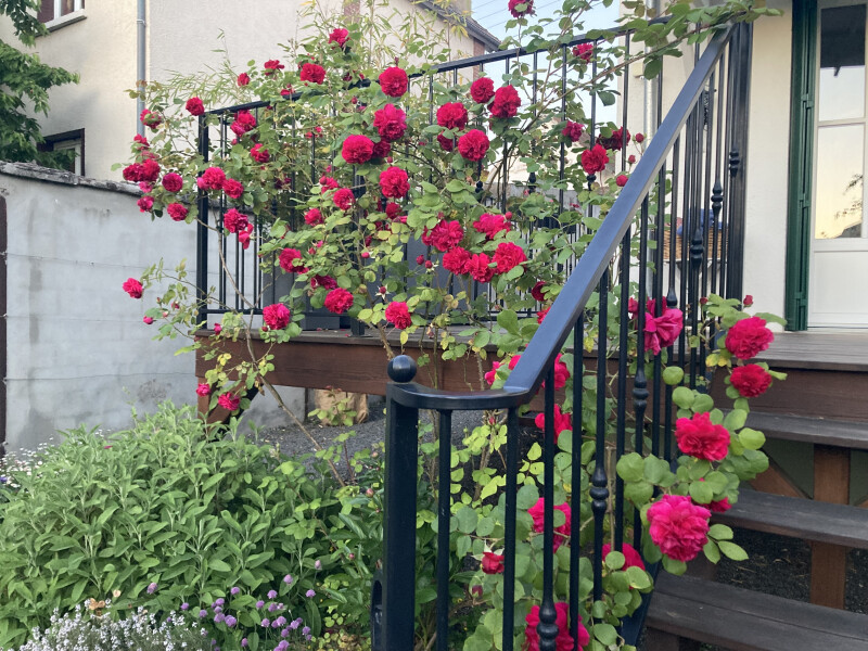 Visite libre du jardin