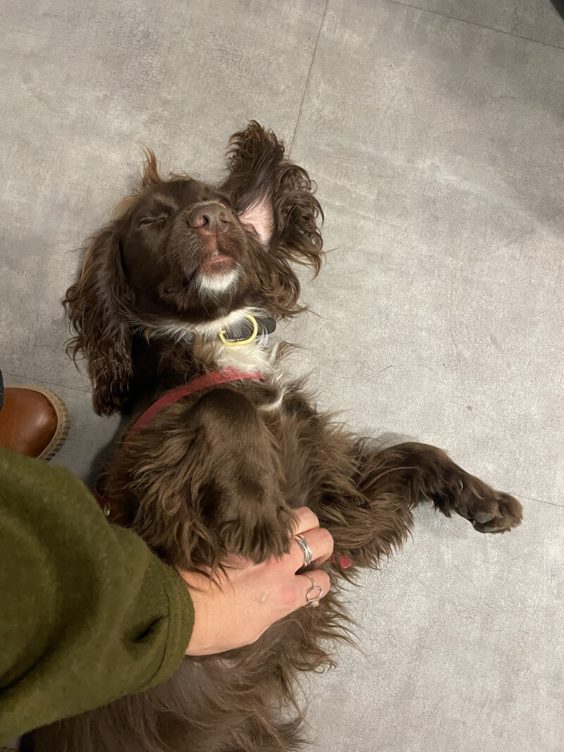 Médiation animale dans vos bibliothèques