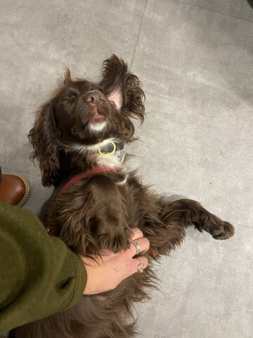 Médiation animale dans vos bibliothèques