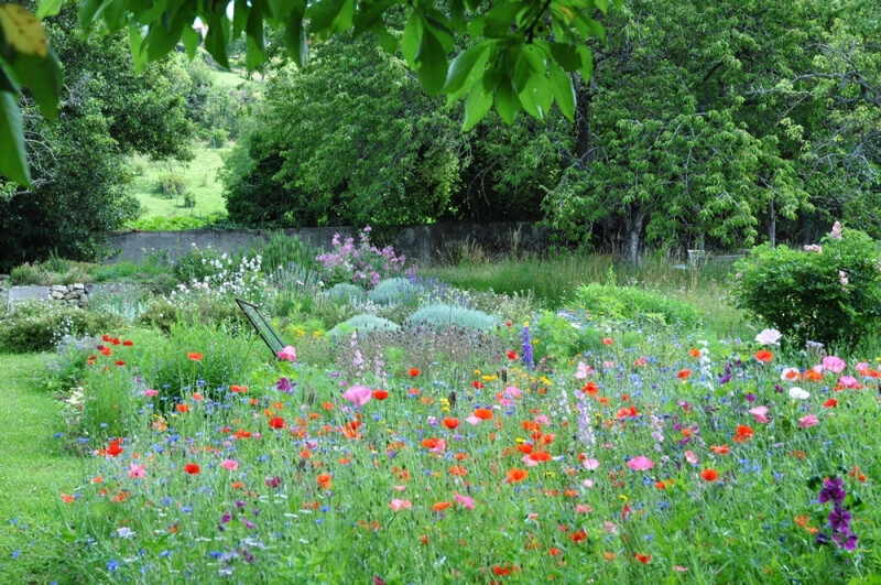 Visite d'un ancien verger transformé en jardin