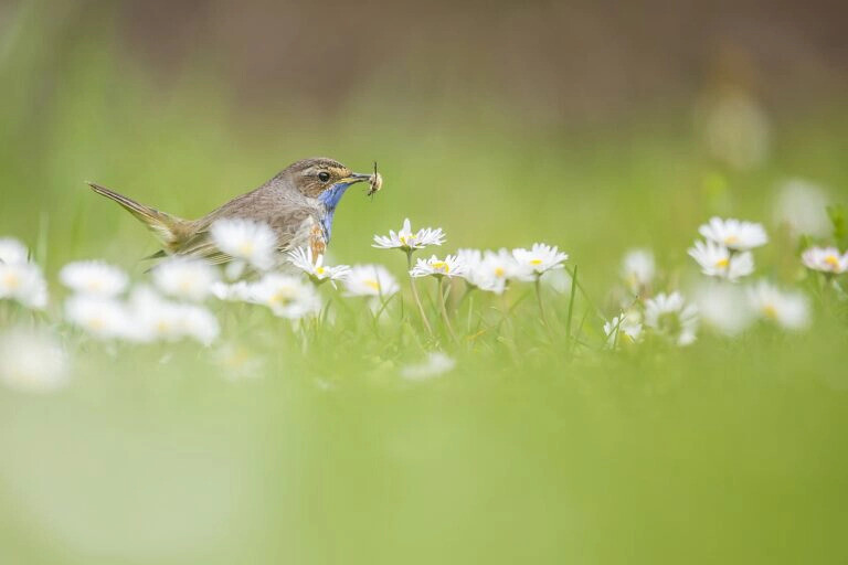SEVRES - Je découvre les oiseaux d'île de France et leurs chants