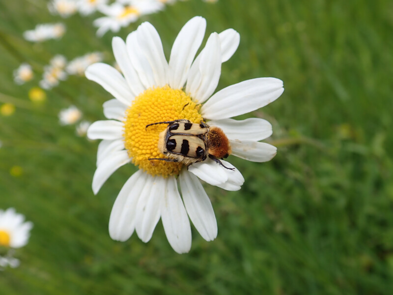 Le petit peuple de l'Herbularium