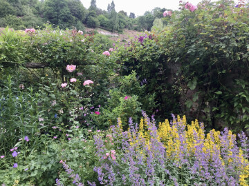 Visite du jardin des Clématites
