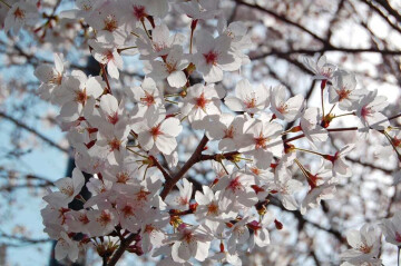 Hanami au pays du mistral