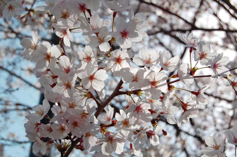 Hanami au pays du mistral