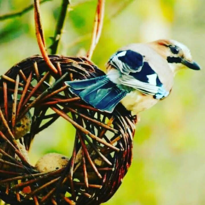 Atelier mangeoires mandala en osier