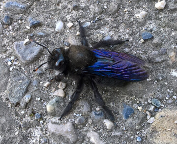 À la découverte du jardin et de ses pollinisateurs