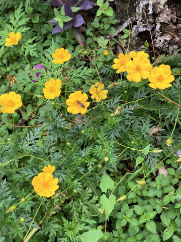 visite d'un jardin privé