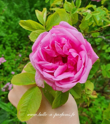 Visite découverte du Jardin parfumé et de la Bulle à Parfums
