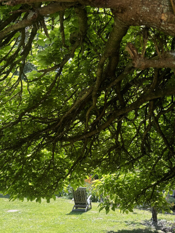Démonstration : et si les arbres chantaient pour vous ? Sieste sonore au cœur du vivant