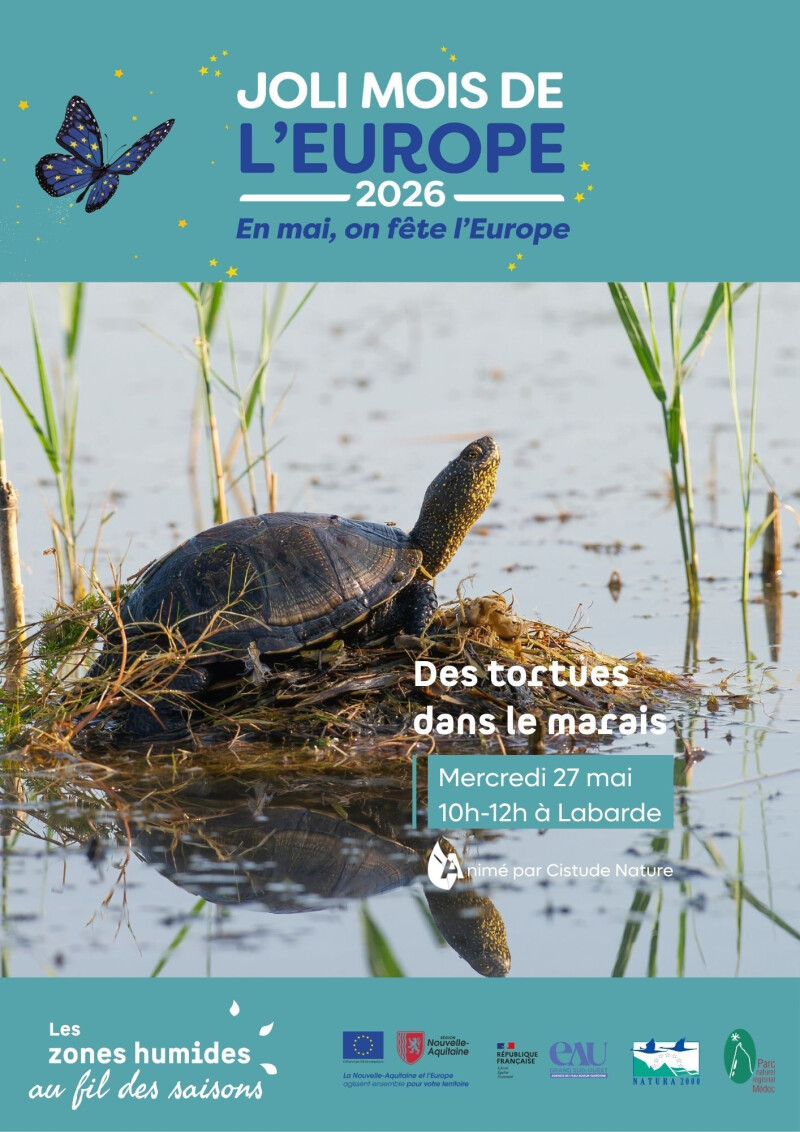 Des tortues dans le marais