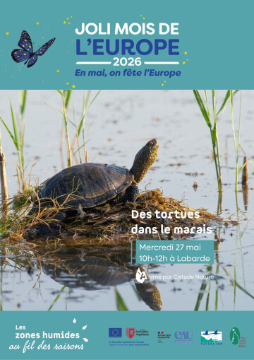 Des tortues dans le marais