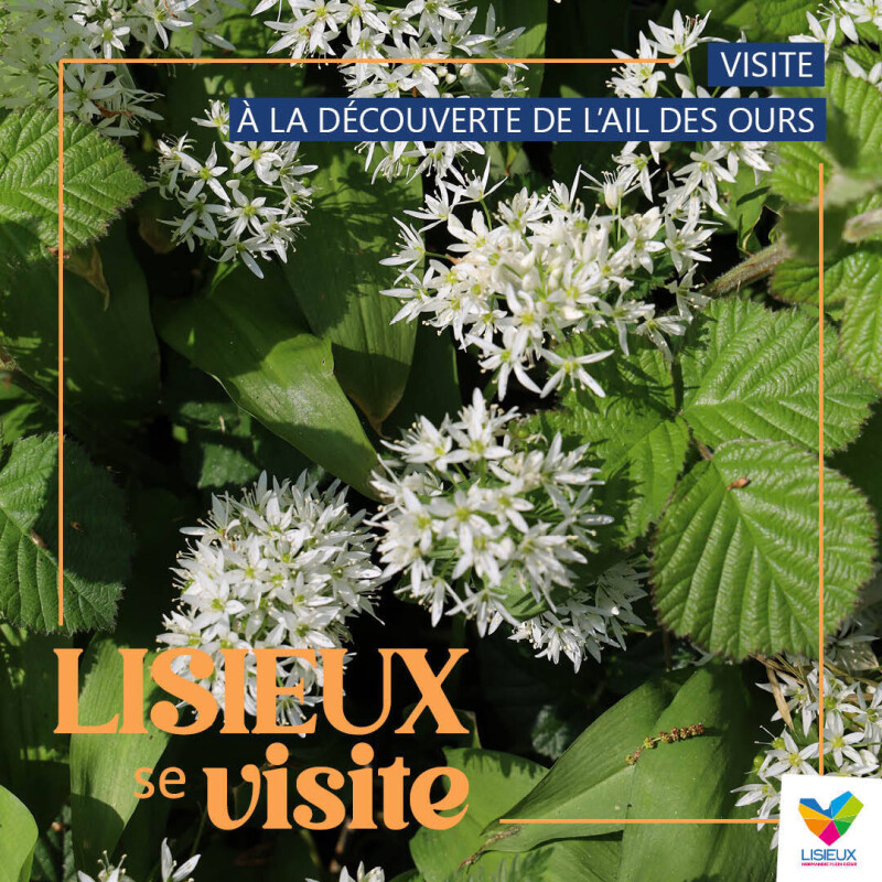 Visite - À la découverte de l'ail des ours