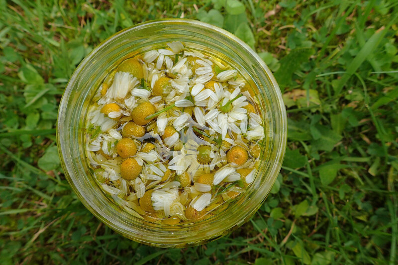Atelier confection de baumes aux plantes