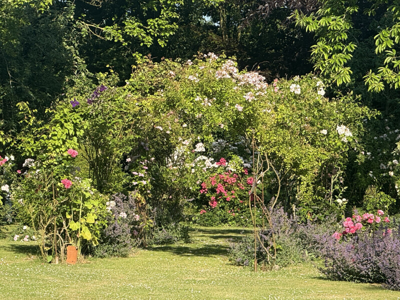 La roseraie d’Hervelinghen