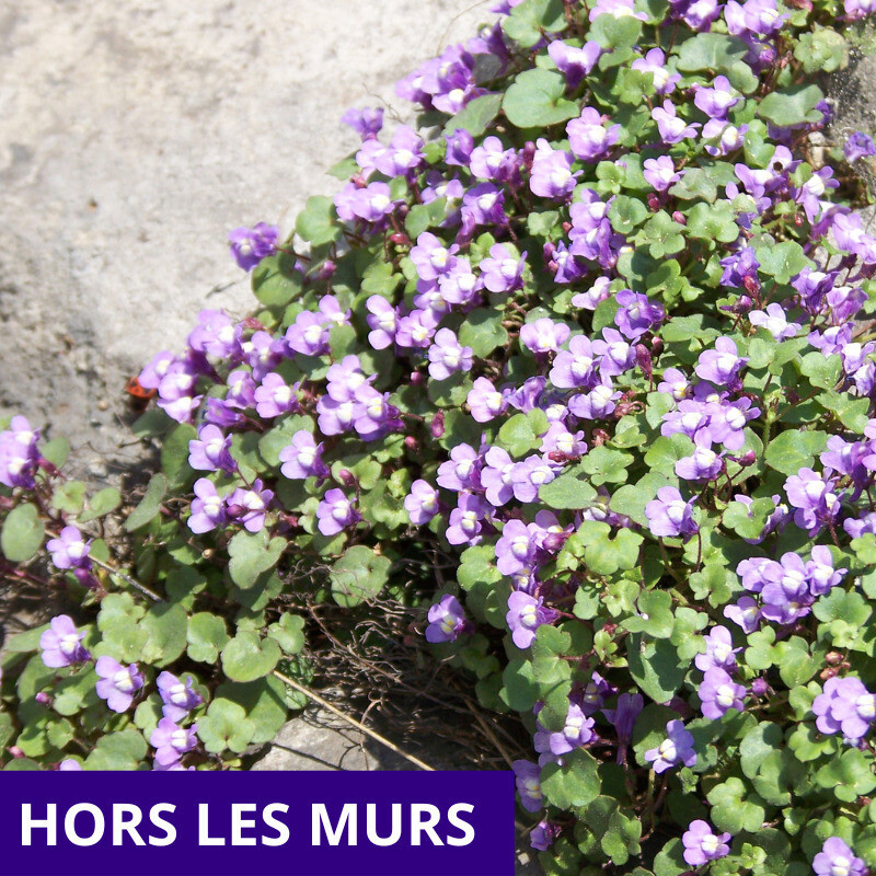 Les plantes sauvages en ville et leurs usages