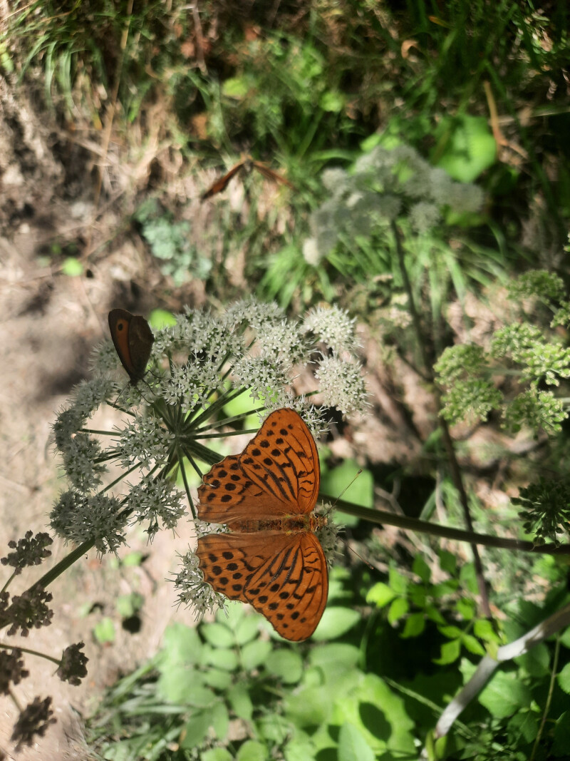 A la découverte des pollinisateurs