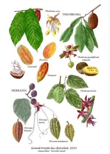 Conférence Mireille Gayet sur le chocolat