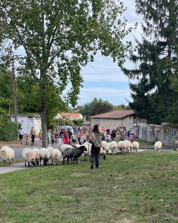 Transhumance du troupeau du parc des Coteaux